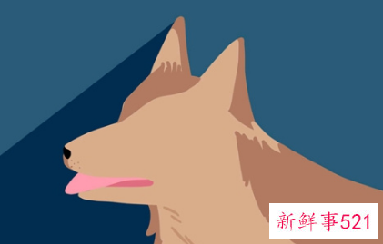 内向学什么技术好