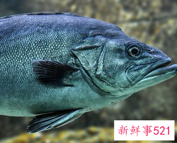 周公解梦梦见黑鱼好不好