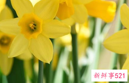 水仙花象征什么意义