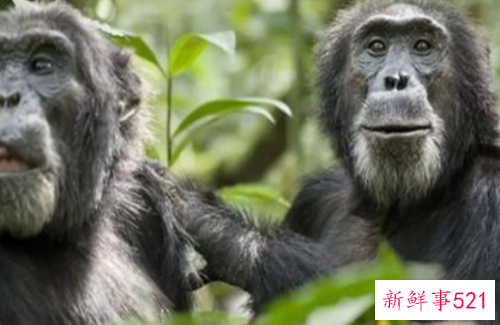 世界最臭名昭著的动物排行