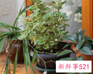 阳台寓意好生命力旺盛的植物