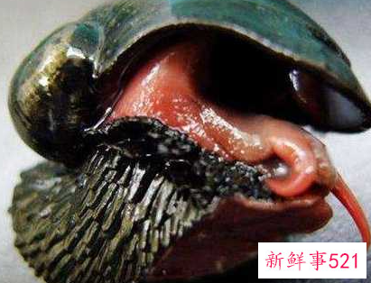 世界上什么动物壳最硬