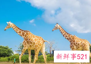 女人梦见被长颈鹿追赶