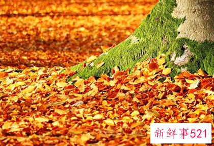 梦见扫树叶的寓意