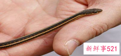 属蛇什么时辰出生好