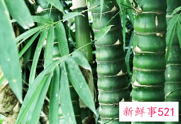 罗汉竹的栽培要点