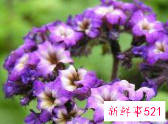 香水草的栽培要点