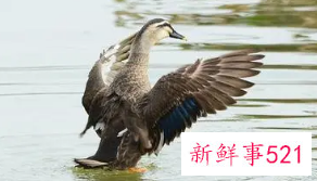 梦见鸭子在飞翔