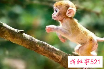 属猴佩戴什么生肖旺财