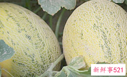 女生生理期可以吃哈密瓜吗