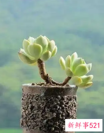 多肉上盆后多长时间晒太阳