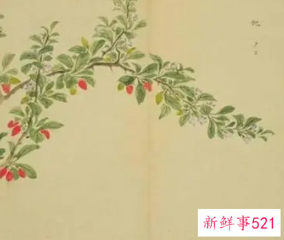 诗经中带火和木的名字