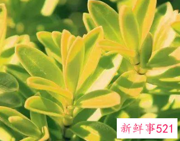 单纯的女生星座撩人却不自知