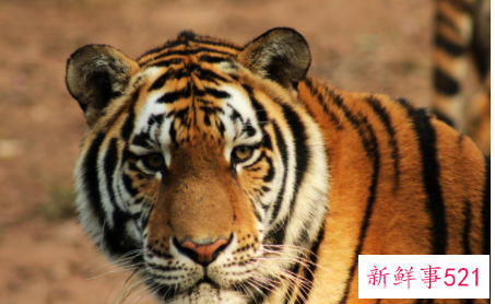 老虎代表什么寓意