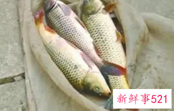 梦见鱼在浅水一抓一个准