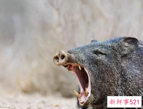 四川野猪泛滥成灾捕杀后能吃吗