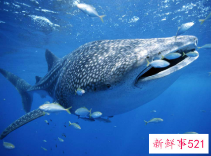 森林里的动物有哪些叫声