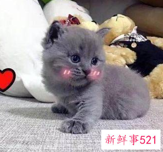 新手养猫基础知识蓝猫