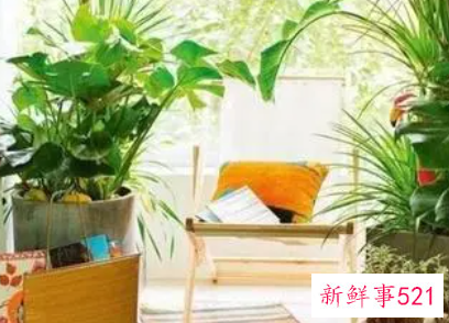 卧室里适合放什么植物