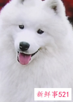 十种脾气最好的大型犬