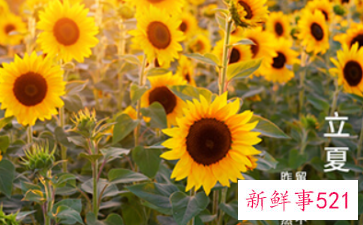 南京立夏吃什么传统食物