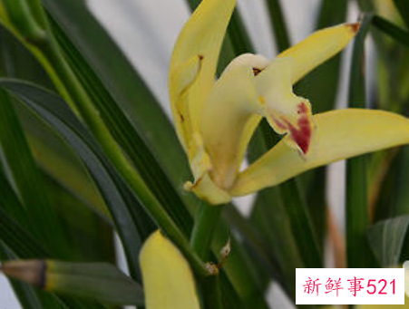 碧玉兰的栽培要点