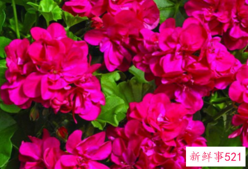 天竺葵的花语和寓意