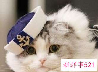 猫咪寄养需要注意的问题