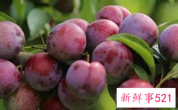 李子和虾能一起吃吗