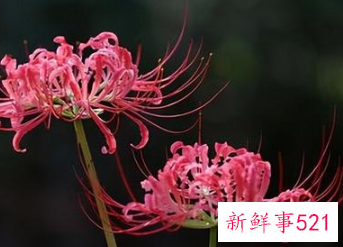 养彼岸花的方法