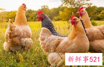 天生极度聪明的生肖女有哪些