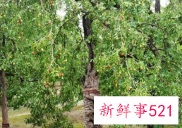 家门口种什么树旺宅