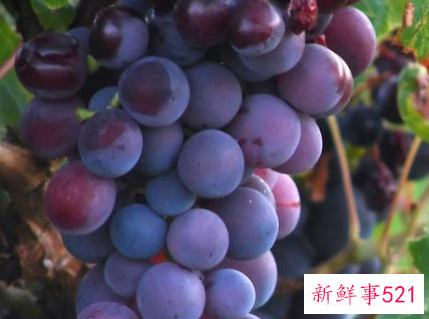 紫葡萄的功效与作用有哪些呢