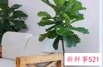 客厅最适合的盆栽植物