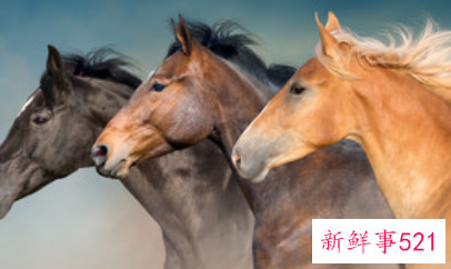 婚姻马配什么生肖最好