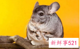 寝室好养活的宠物