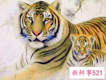 属虎的做什么生意发财