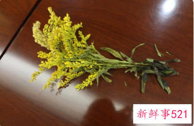 加拿大一枝黄花究竟是什么