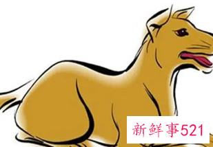 男属狗与属蛇女的婚姻