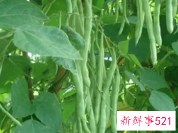 菜豆生长特征和主要类型