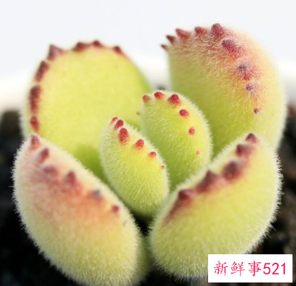 熊童子在秋季的养殖技巧