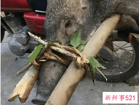 四川野猪泛滥成灾捕杀后能吃吗