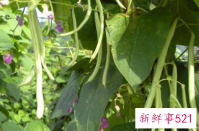 菜豆生长特征和主要类型