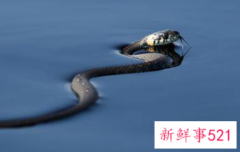 属蛇什么时辰出生好