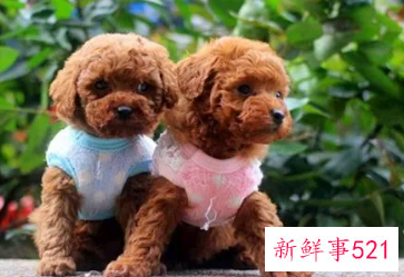 女泰迪狗的名字2022