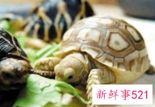 寝室好养活的宠物