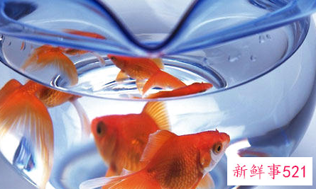 金鱼鱼缸怎么投料