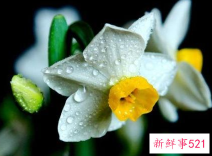 水仙花象征什么意义