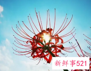 养彼岸花的方法