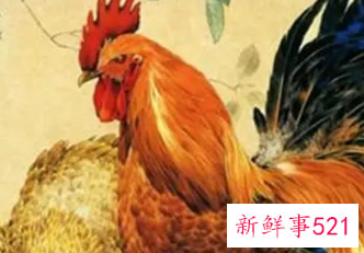 属蛇男和属鸡女适合做夫妻吗